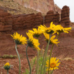 05.09. – From Capitol Reef NP to the Arches NP