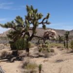 05.25. – Joshua Trees and a long way through the desert