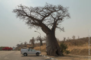 Riesiger Baobab an der Grenze - óriási Baobab a határon