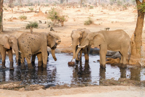 Sie trinken nur sauberes Wasser aus dem Brunnen - Csak tiszta vizet isznak a kútból