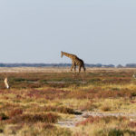 08.22.-24. – Etosha National Park – we completed our BIG FIVE