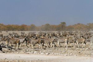 Hunderte Zebras kommen zu Rietfontein - Zebrák százai jönnek a Riefontein-tóhoz