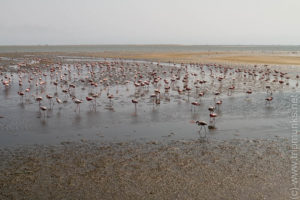 Flamingos in Walwis Bay